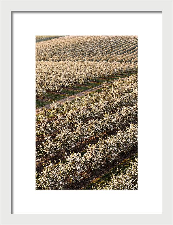 Blooming Apple Orchard