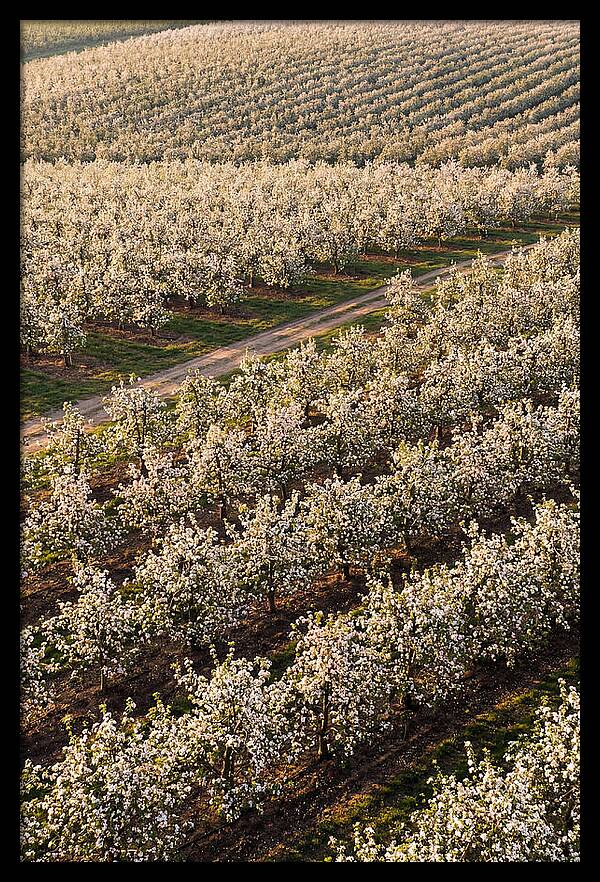 Blooming Apple Orchard