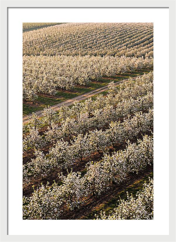 Blooming Apple Orchard