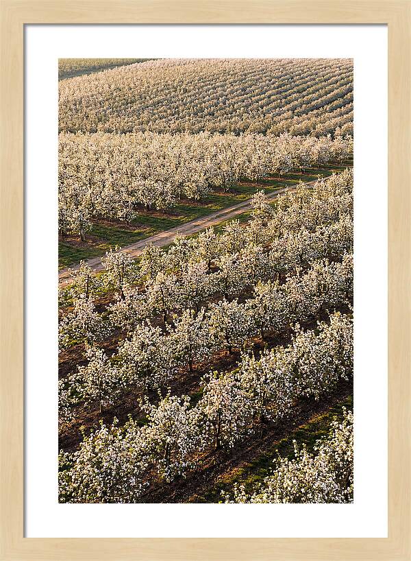 Blooming Apple Orchard