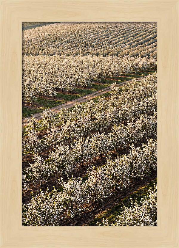 Blooming Apple Orchard