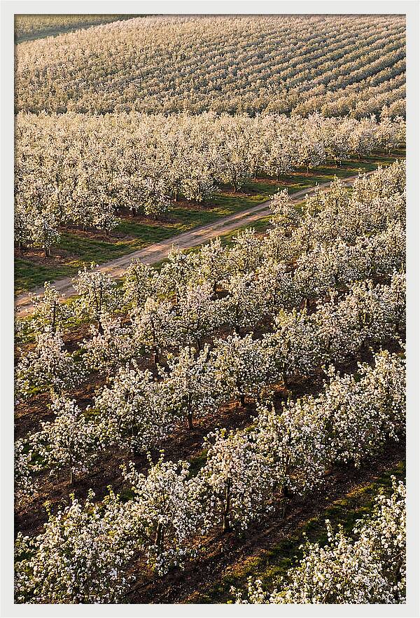 Blooming Apple Orchard