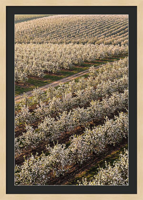 Blooming Apple Orchard