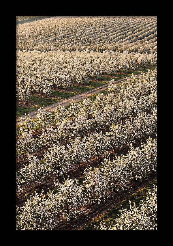 Blooming Apple Orchard
