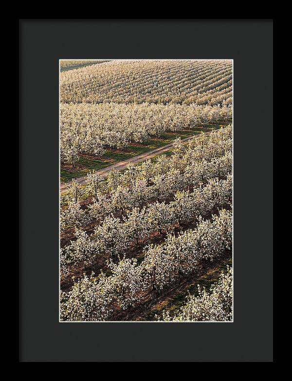 Blooming Apple Orchard