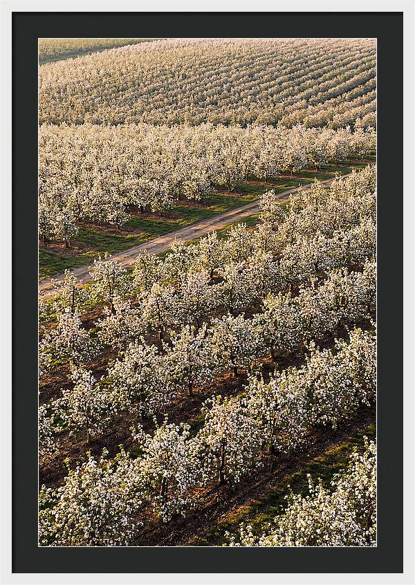 Blooming Apple Orchard