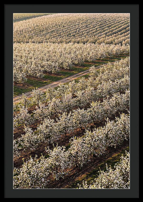 Blooming Apple Orchard