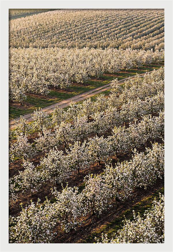 Blooming Apple Orchard