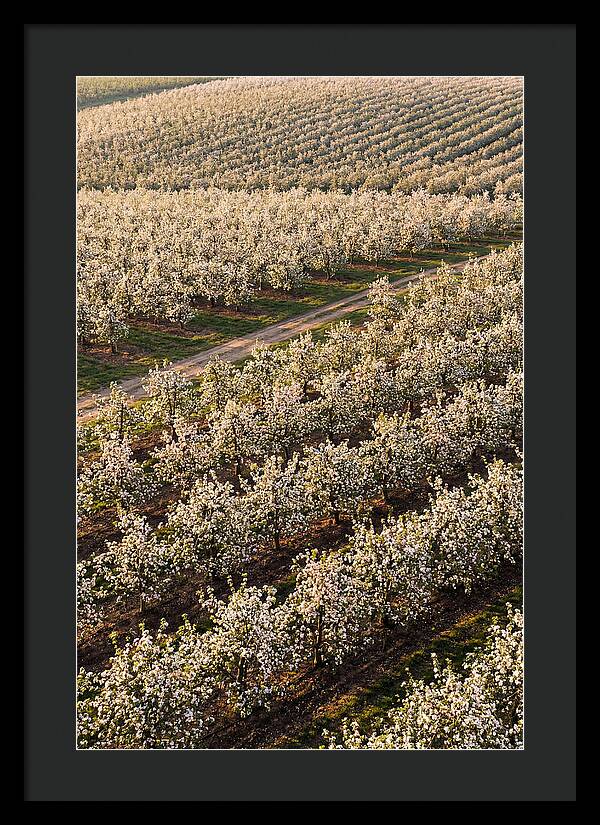 Blooming Apple Orchard