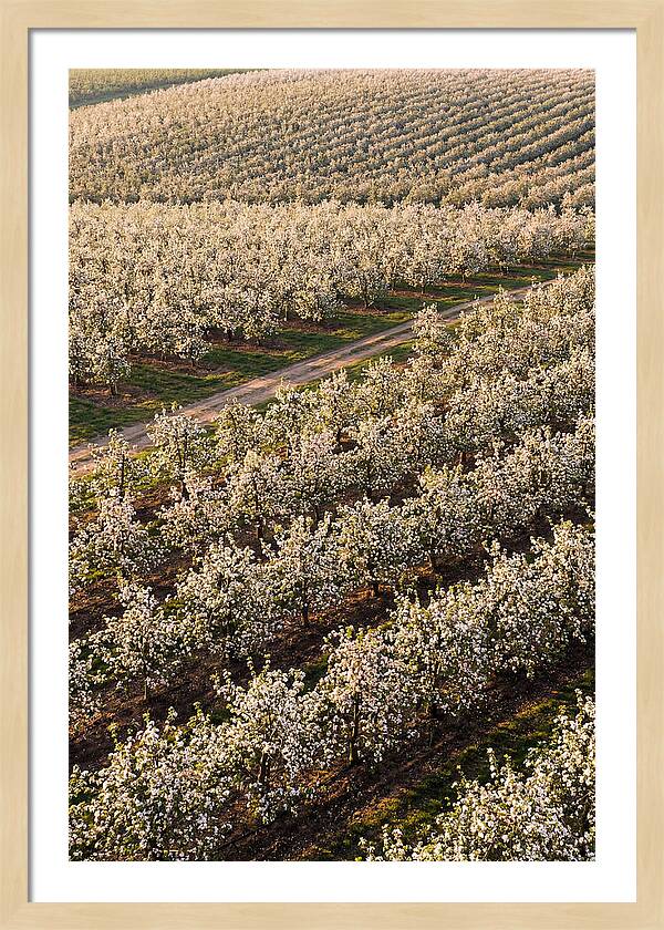 Blooming Apple Orchard