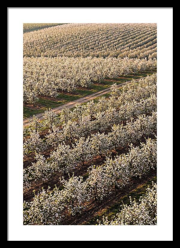Blooming Apple Orchard