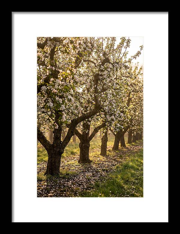 Blooming Apple Orchard Serenity