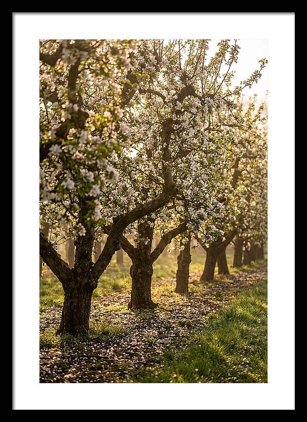 Blooming Apple Orchard Serenity