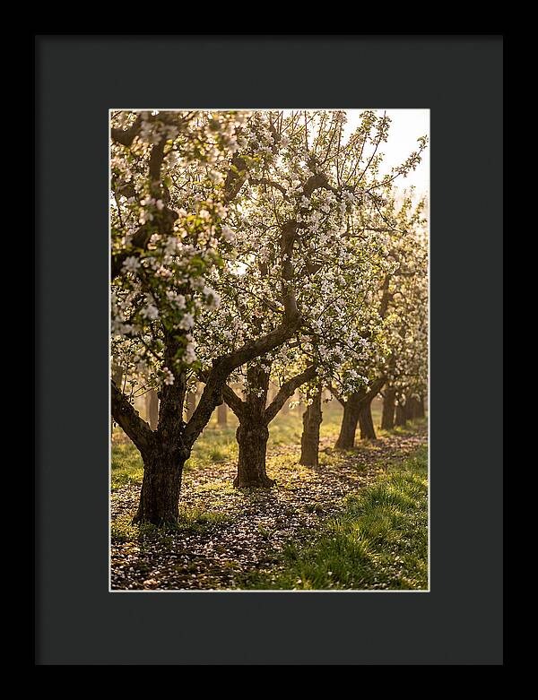 Blooming Apple Orchard Serenity