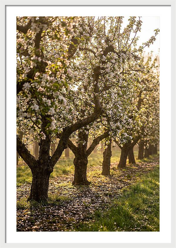 Blooming Apple Orchard Serenity