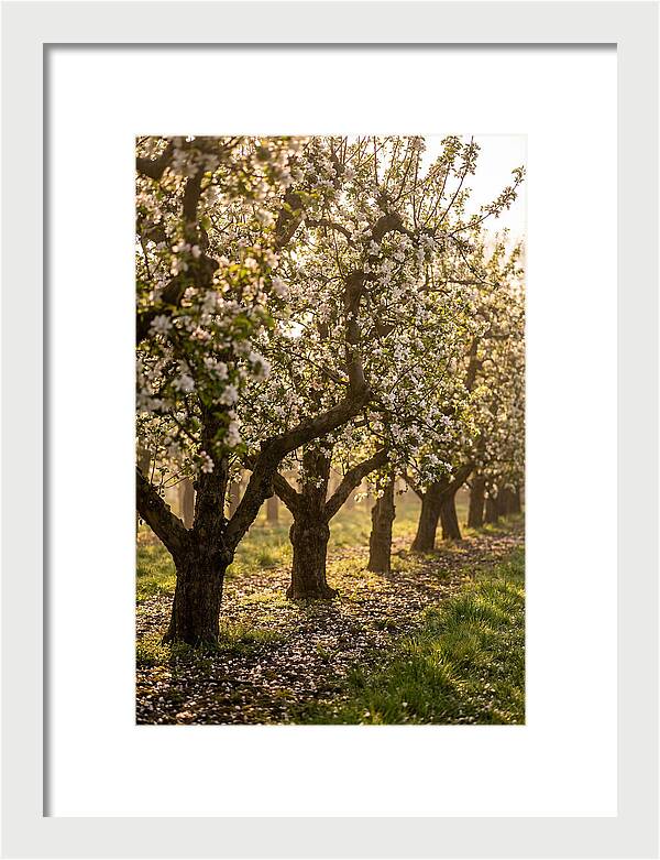Blooming Apple Orchard Serenity