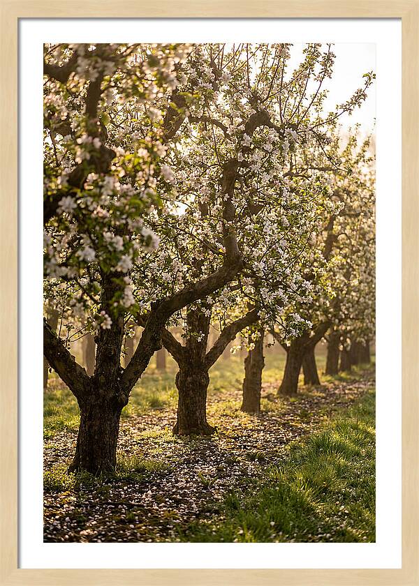 Blooming Apple Orchard Serenity