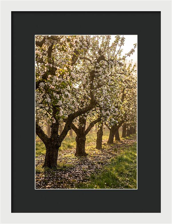 Blooming Apple Orchard Serenity