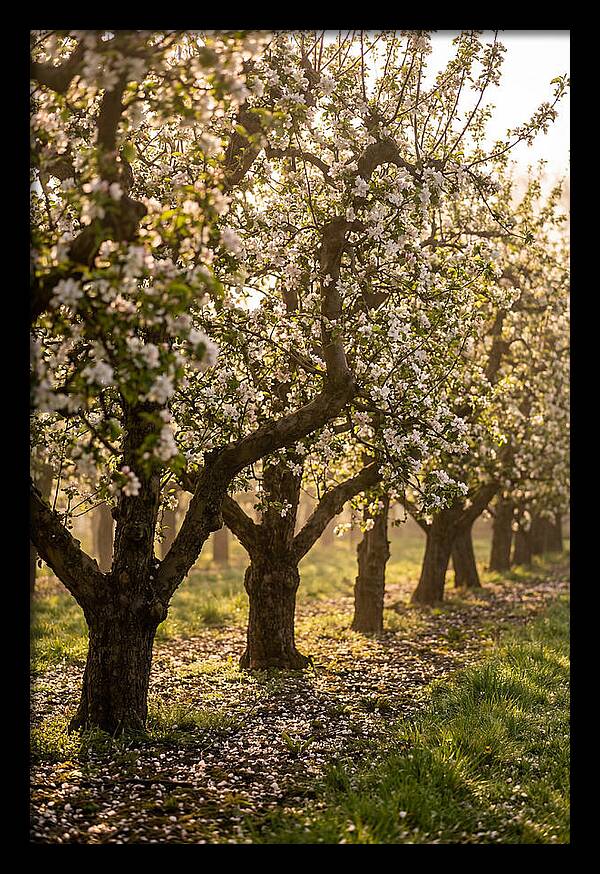 Blooming Apple Orchard Serenity