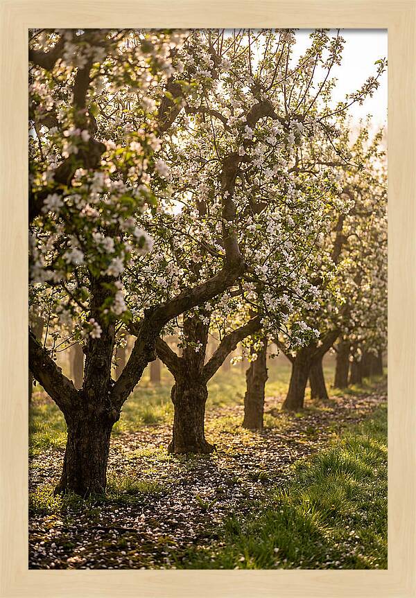 Blooming Apple Orchard Serenity