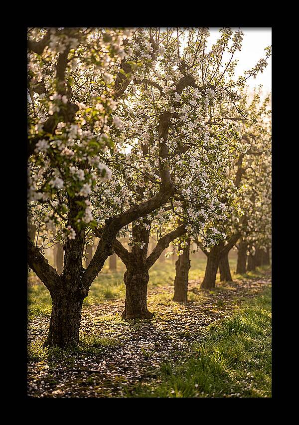 Blooming Apple Orchard Serenity