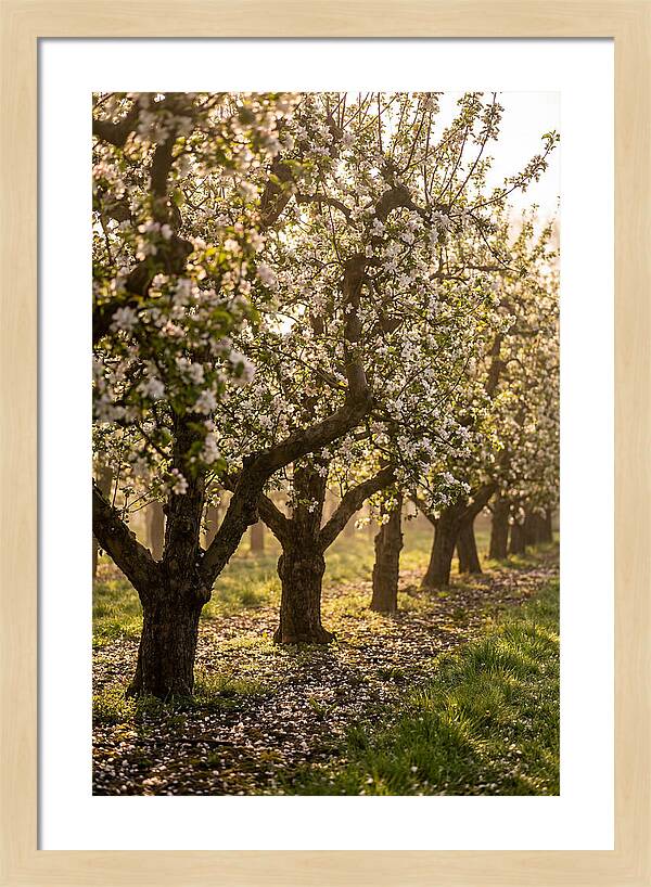 Blooming Apple Orchard Serenity