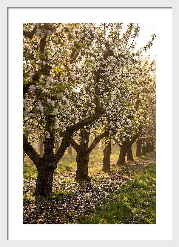 Blooming Apple Orchard Serenity