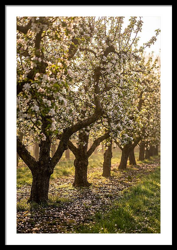 Blooming Apple Orchard Serenity