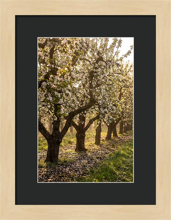 Blooming Apple Orchard Serenity