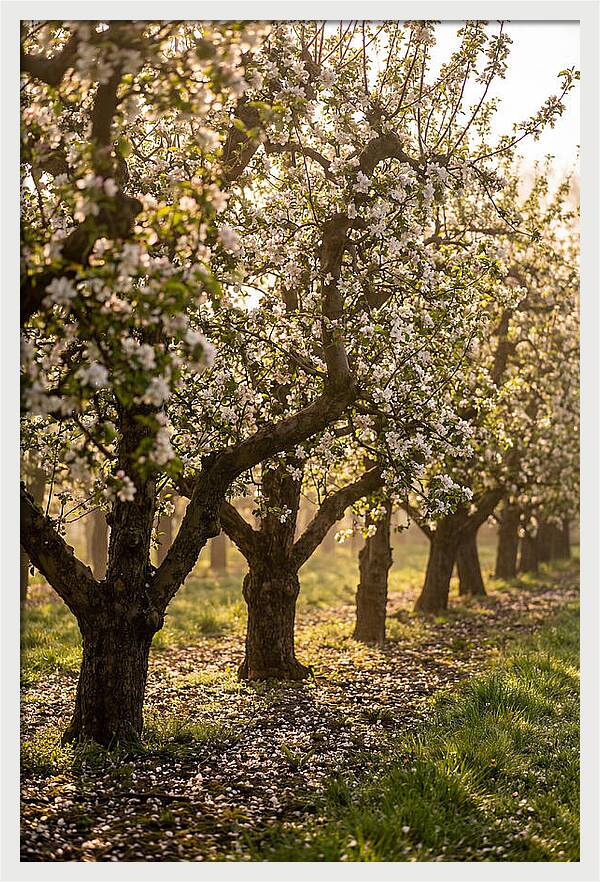 Blooming Apple Orchard Serenity