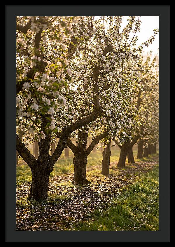 Blooming Apple Orchard Serenity
