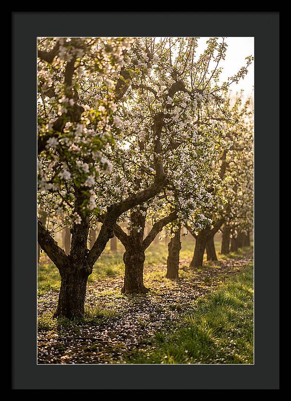 Blooming Apple Orchard Serenity
