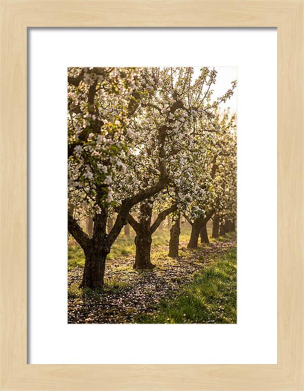 Blooming Apple Orchard Serenity