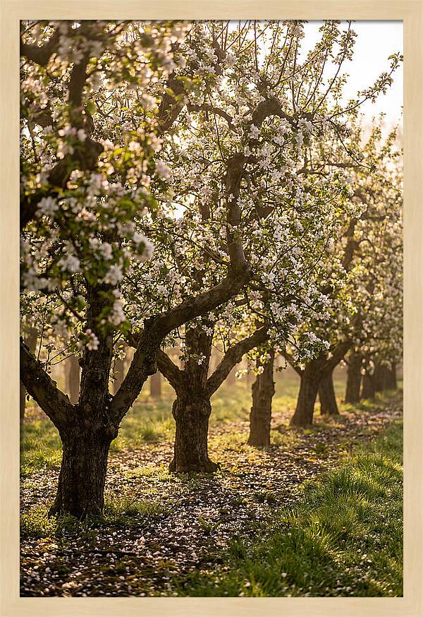 Blooming Apple Orchard Serenity