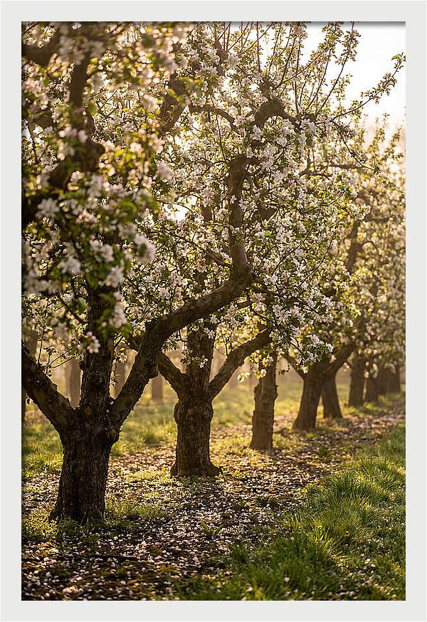 Blooming Apple Orchard Serenity