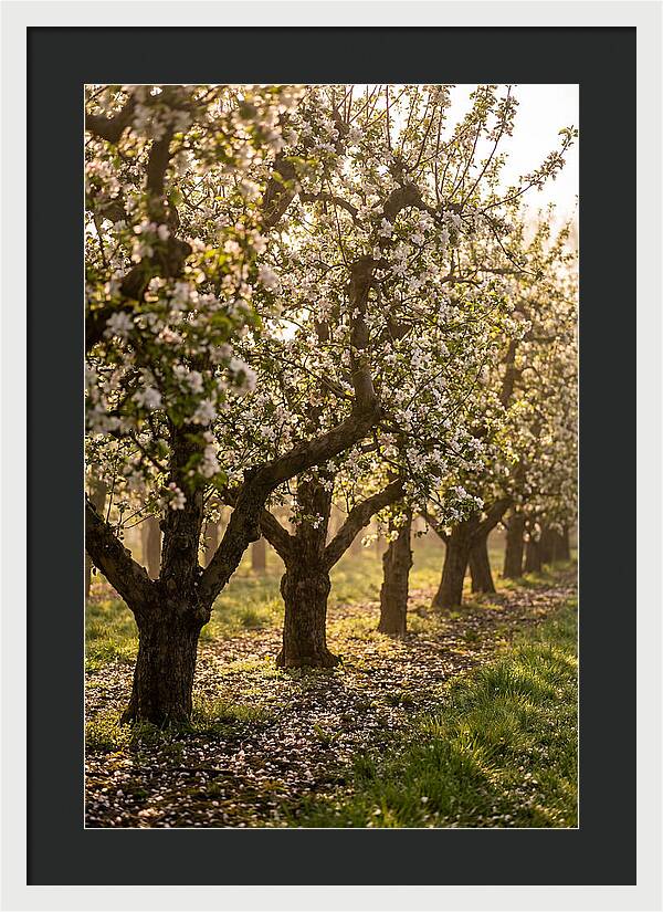 Blooming Apple Orchard Serenity