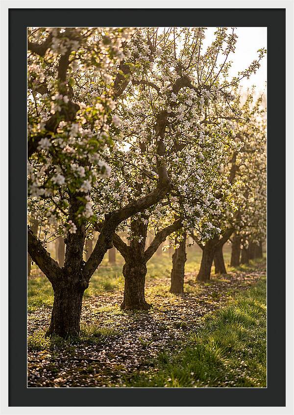 Blooming Apple Orchard Serenity