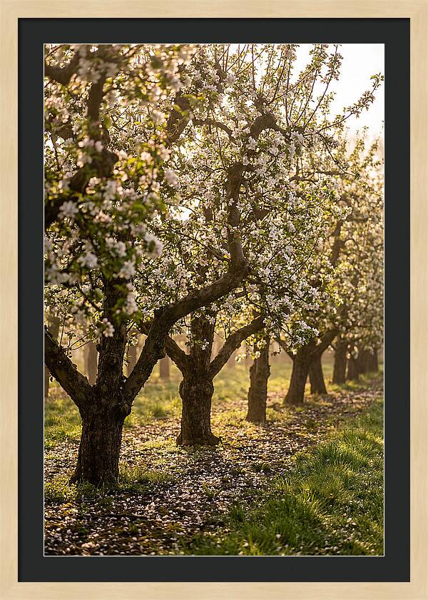 Blooming Apple Orchard Serenity
