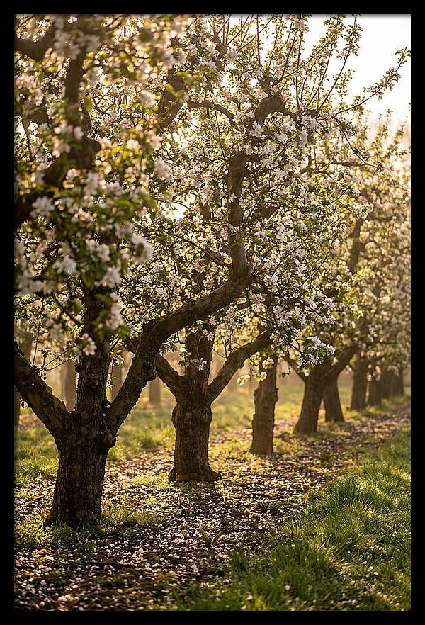 Blooming Apple Orchard Serenity