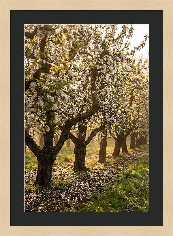 Blooming Apple Orchard Serenity