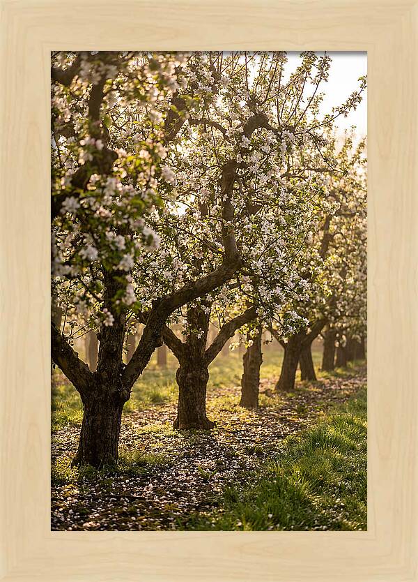 Blooming Apple Orchard Serenity