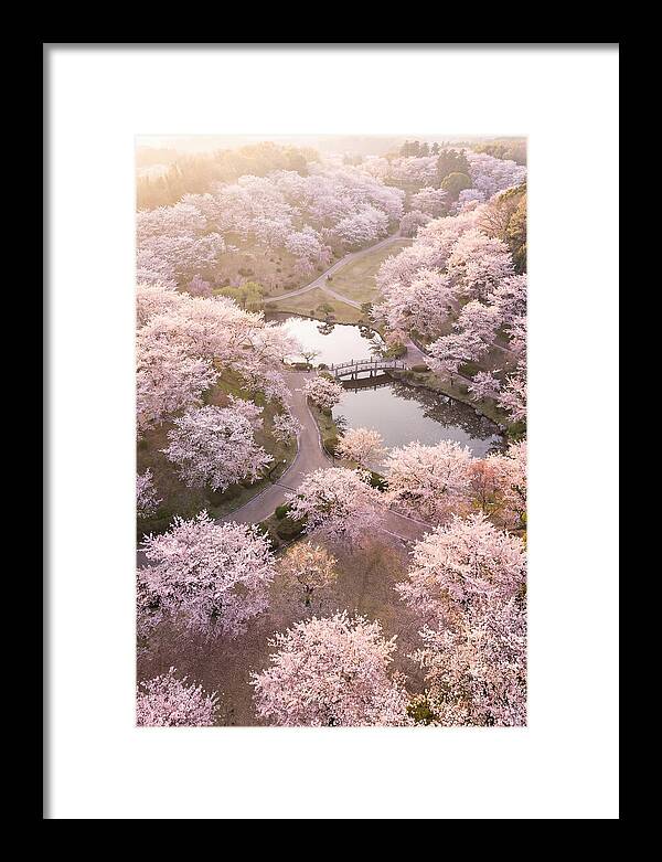 Blossom Canopy From Above