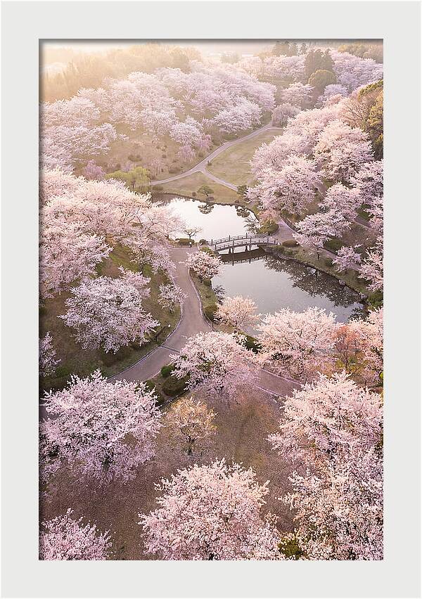 Blossom Canopy From Above