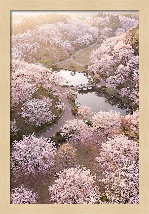 Blossom Canopy From Above