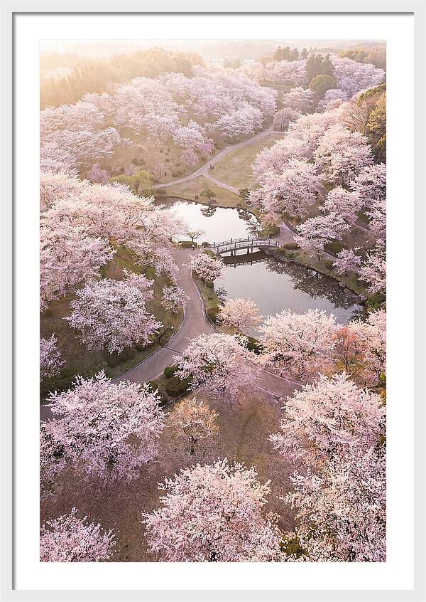 Blossom Canopy From Above