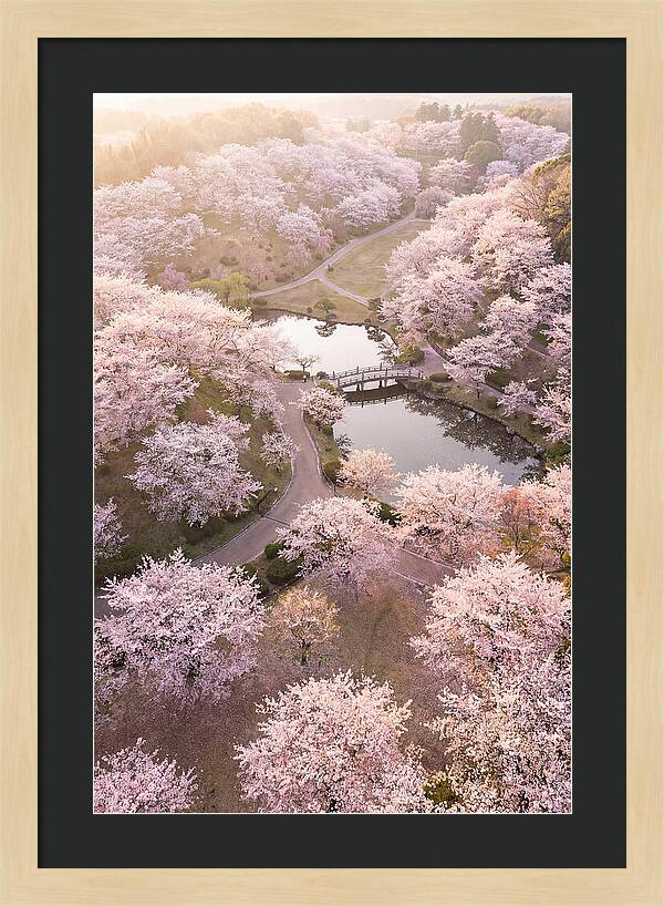 Blossom Canopy From Above