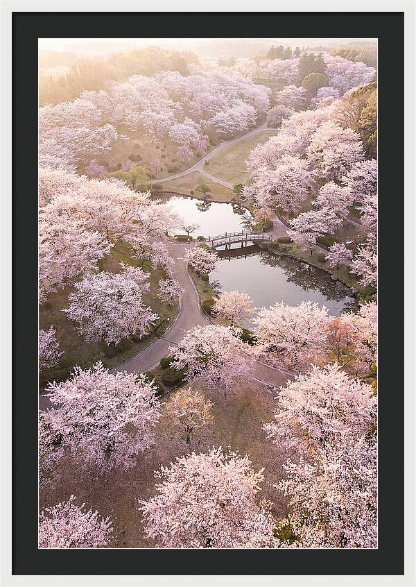 Blossom Canopy From Above
