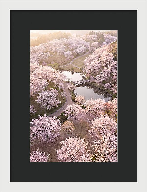 Blossom Canopy From Above