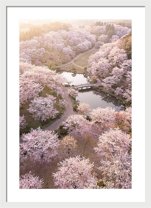 Blossom Canopy From Above
