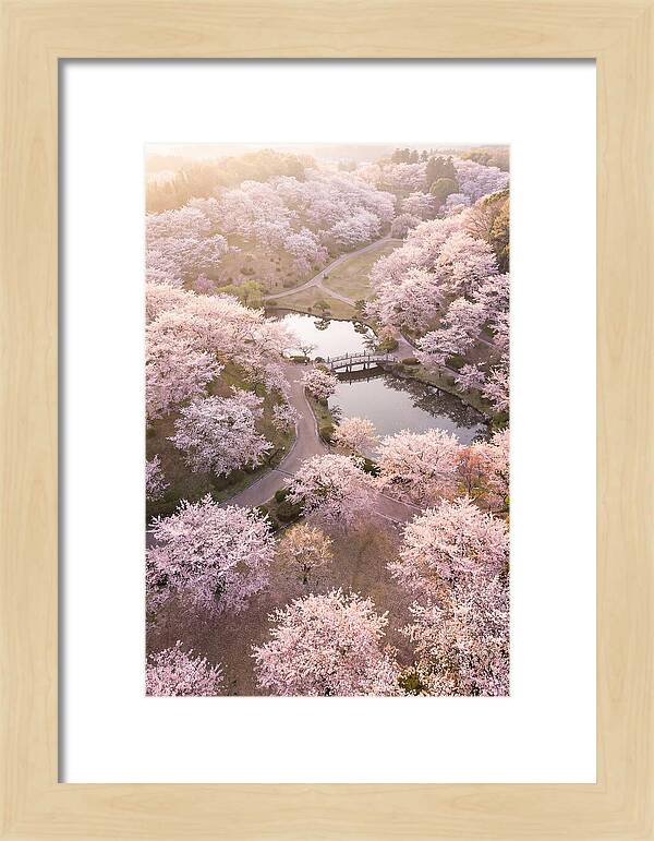 Blossom Canopy From Above